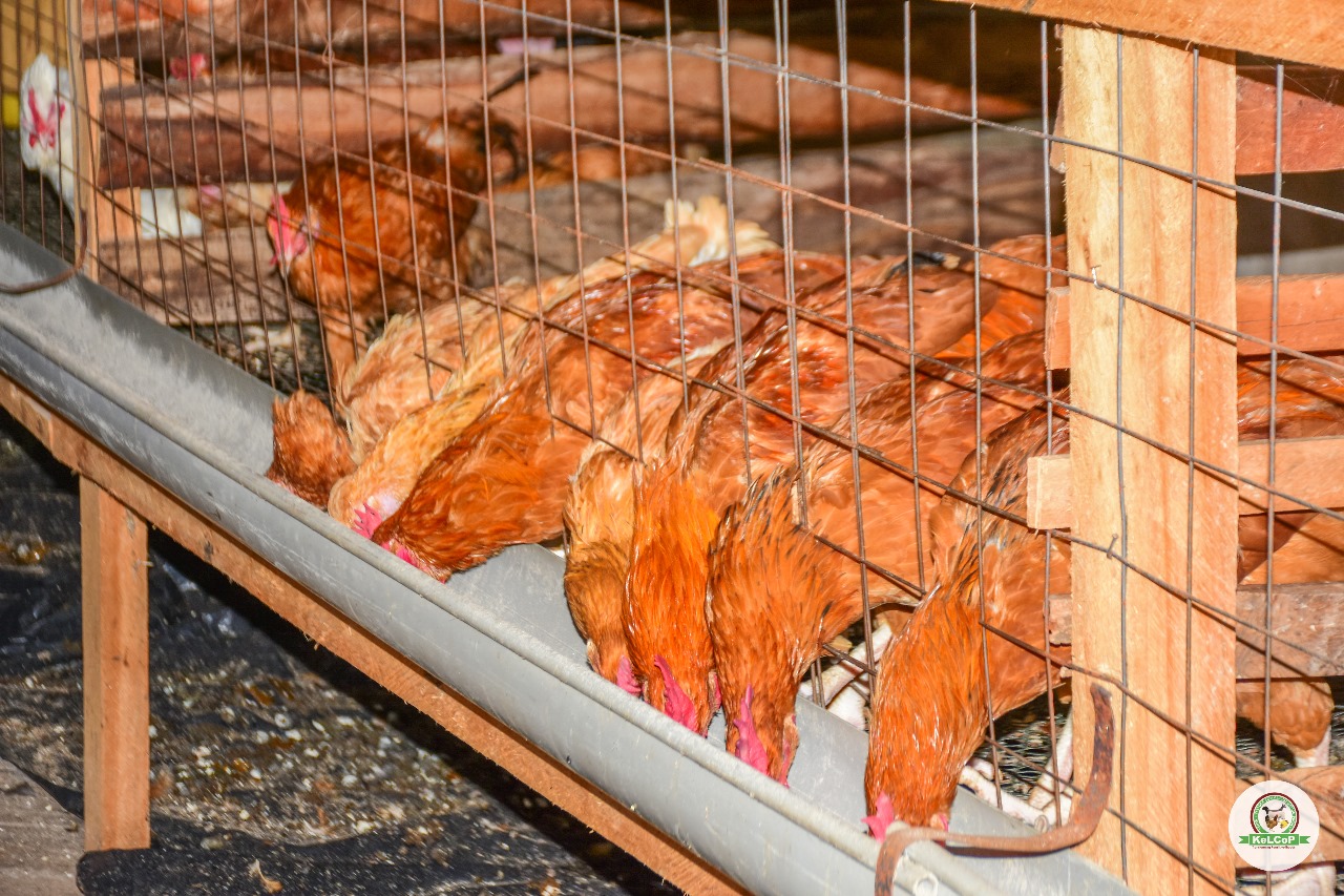 INDIGENOUS CHICKEN